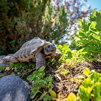 tortoise food