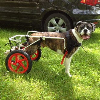 Best Friend Mobility Dog Wheelchair