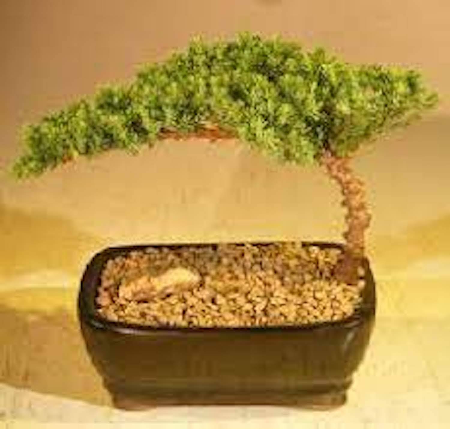 Bonsai Boy Juniper Bonsai Tree
Complete Starter Kit