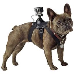 GoPro